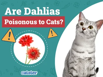 Are Dahlias Poisonous to Cats? Vet-Reviewed Houseplants Examined