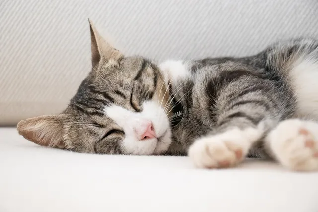Will Music Make Cats Sleep? Vet Approved Facts & FAQ