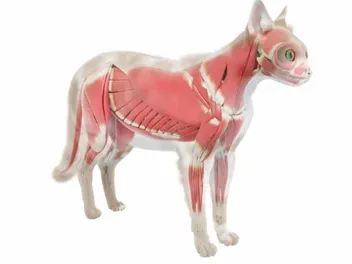 How Many Muscles Does a Cat Have? Science & FAQ