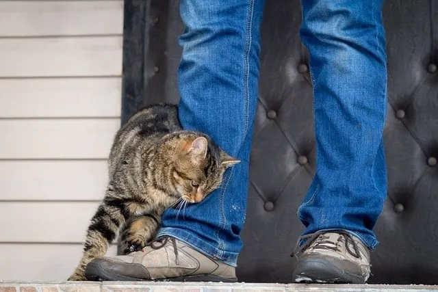 Why Do Cats Rub Against You? 4 Vet-Verified Reasons For This Behavior