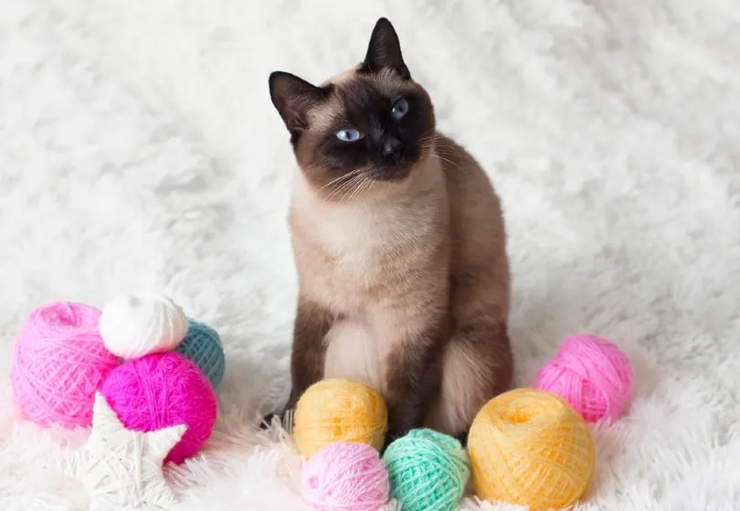 Chocolate Point Siamese cat