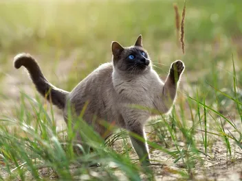 20 Cat High Five GIFs We Love: Cute & Funny Kitties