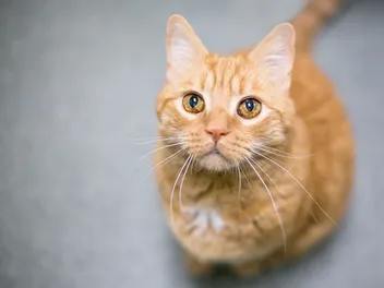 What Makes Orange Tabby Cats So Fascinating (It’s Not Just the Color)