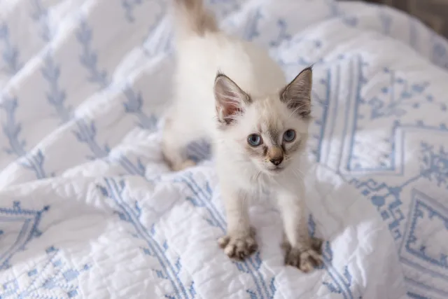 Why Does My Cat Knead Me? 4 Vet-Reviewed Reasons