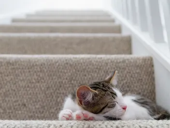 Can Kittens Climb Stairs? Early Development & Safety Info (Vet-Verified)