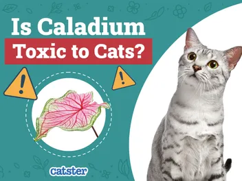 Is Caladium Toxic to Cats? Vet Approved Facts & Safety Tips