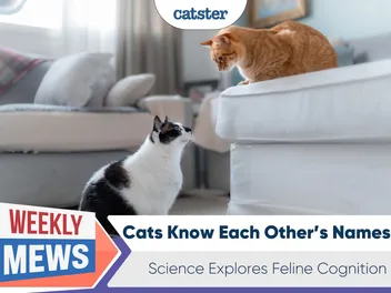 Cats Know Each Other’s Names: Science Explores Feline Cognition