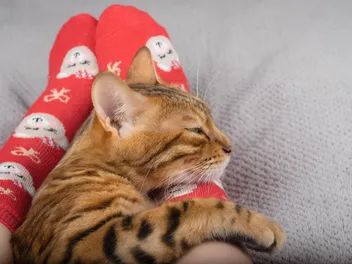 Why Does My Cat Sleep at My Feet? 6 Vet-Reviewed Reasons Behind This Behavior