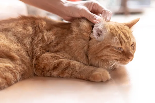 Healthy Cat Ears: 6 Vet-Verified Care Tips