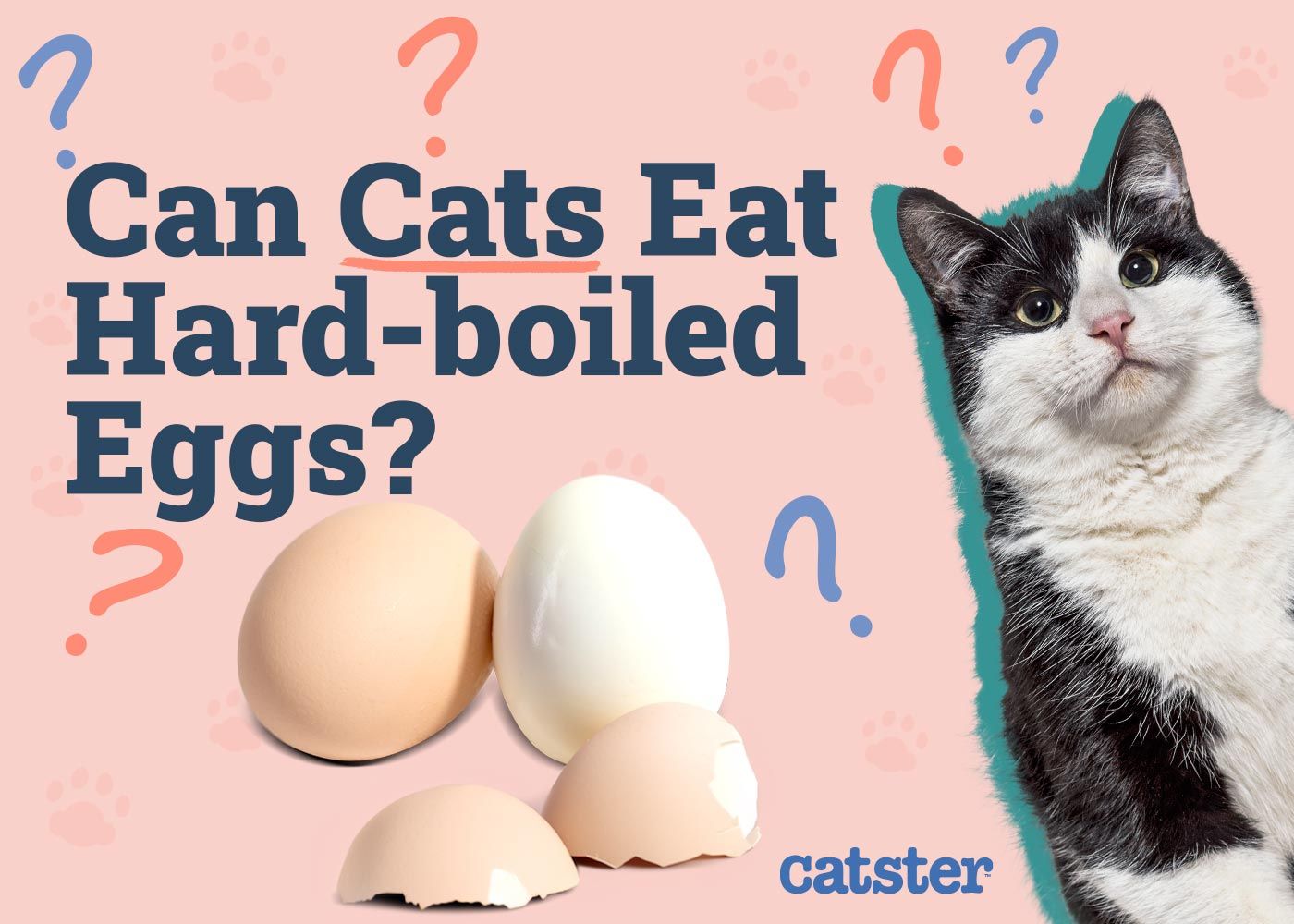 Can Cats Eat Hard-Boiled Eggs