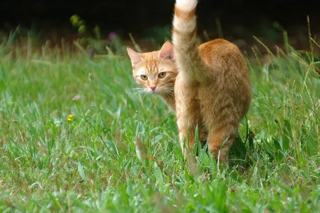 Do Cats Fart? Vet Reviewed Causes, Treatment & Prevention