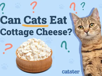 Can Cats Eat Cottage Cheese? Vet-Verified Nutrition Facts