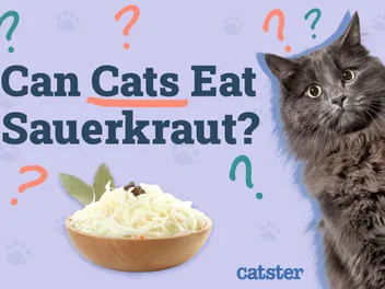 Can Cats Eat Sauerkraut? Vet-Approved Facts & FAQ