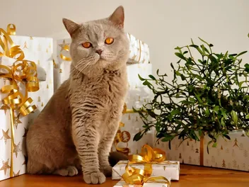 25 Best Gifts for Cat Lovers in 2026: Thoughtful, Unique & Out-of-the-Box Ideas