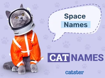 125+ Space Names for Cats: Out of This World Ideas for Your Interstellar Cat