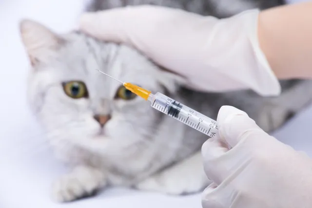 How Much Is a Rabies Shot for a Cat? (2026 Vet-Reviewed Update)