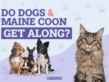 Do Maine Coons Get Along With Dogs? Our Vet Explains Cat Dog Socialization