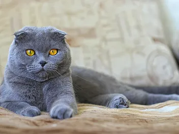 Blue Scottish Fold: Info, Pictures, History & Facts