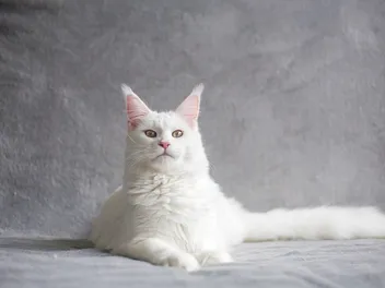 Can a Maine Coon Have Short Hair? Vet-Reviewed Breed Facts & Care Tips