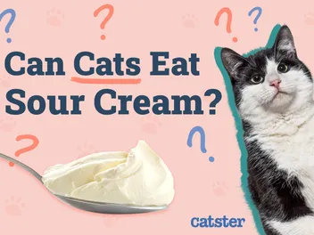 Can Cats Eat Sour Cream? Vet-Approved Nutritional Facts & Safety Tips