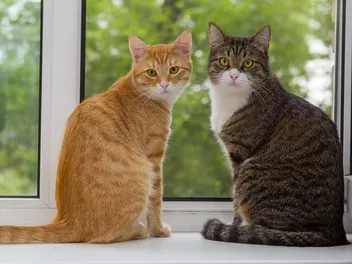 11 Fascinating Vet-Verified Facts About Tabby Cats (2026 Update)