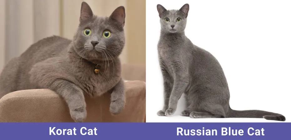 side by side Korat Cat VS Russian Blue Cat