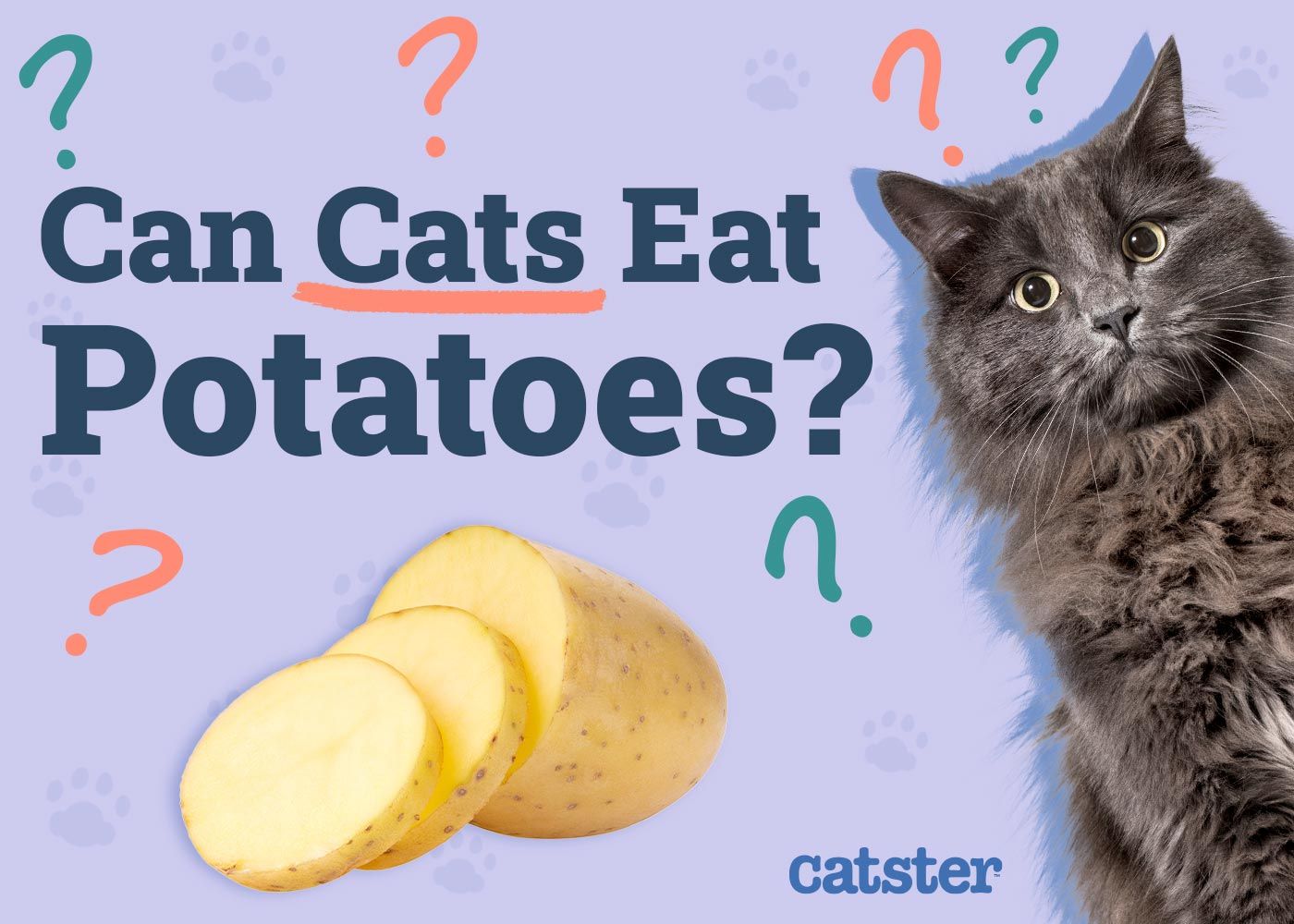 Can Cats Eat Potatoes