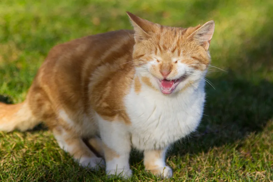 Meowing cat that looks like it's laughing