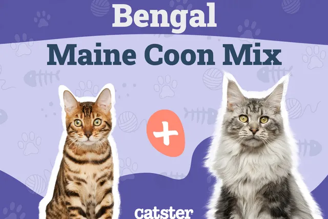 Bengal Maine Coon Mix Cat Breed: Info, Pictures, Temperament & Traits