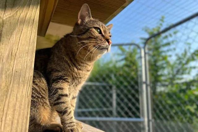 Is It Legal to Let Your Cat Outside? What The Law States
