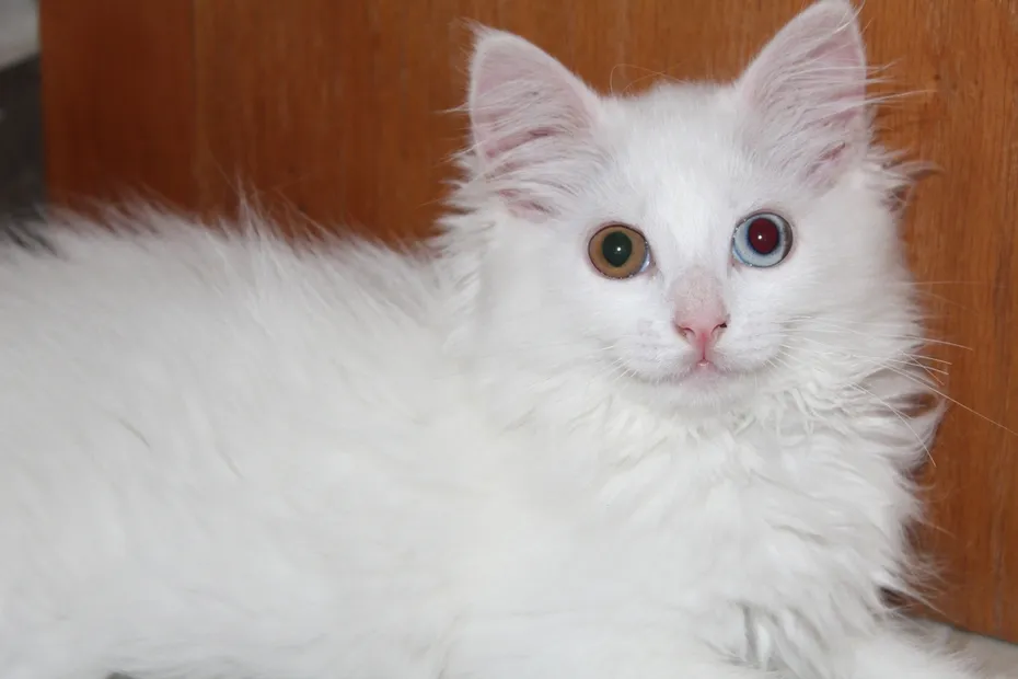 Shirazi-Cat-with-two-different-coloured-eyes