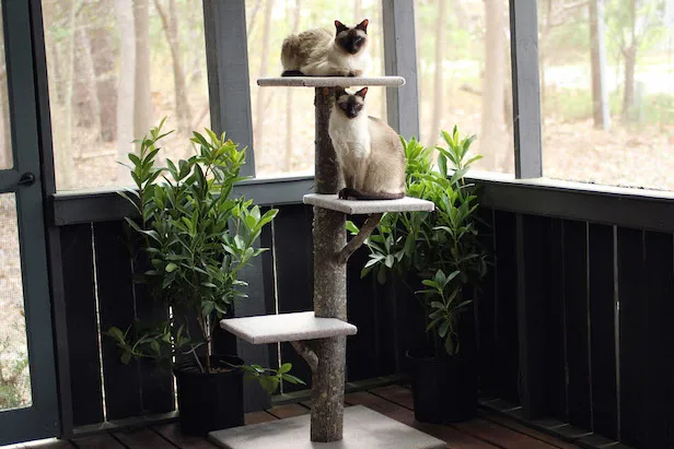 Diy cat tree
