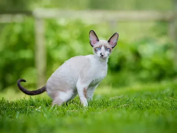 10 Cornish Rex Health Issues You Should Know (Vet Answer)
