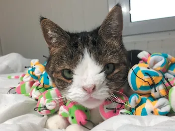 Celebrate National Adopt a Shelter Pet Day With These Celebripets