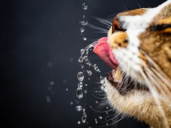 Best Waters for Cats: 6 Vet-Reviewed Types & FAQ