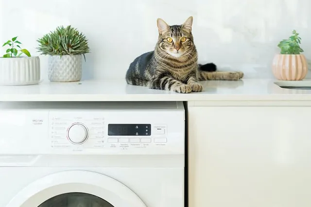 What Can Kill a Cat? 16 At-Home Items Vets Tell Us To Watch Out For