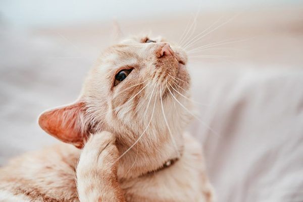8 Interesting Facts About Ticks and Cats (Vet Answer)