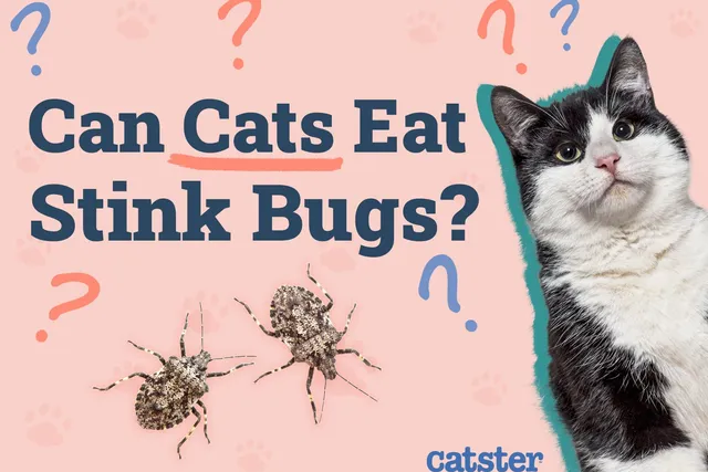 Can Cats Eat Stink Bugs? Vet-Reviewed Facts & FAQ