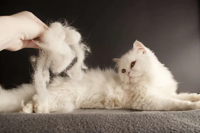 Cat Shedding: What’s Normal & When to Call the Vet (Vet Reviewed)
