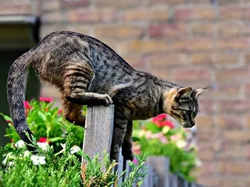 How to Keep a Cat From Jumping Over a Gate: 8 Vet-Verified Tips