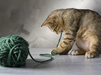 Why Do Cats Love String? 5 Vet-Reviewed Reasons for This Behavior