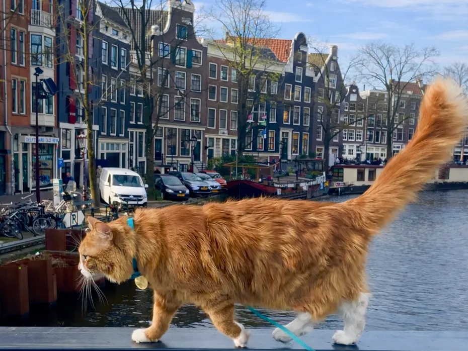 Meet Liebchen, the World-Travelling Adventure Cat92BFDEA8-5CFC-4723-BB91-230F08ECC251