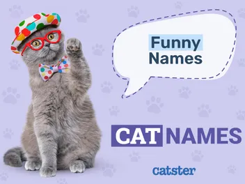 100+ Funny Cat Names: Ideas for Comical Kitties