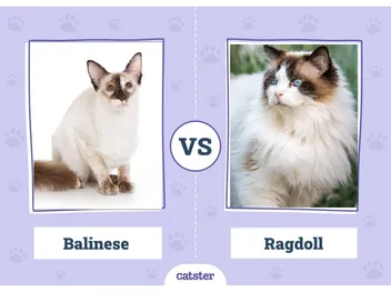 Balinese Cat vs. Ragdoll Cat: Key Differences (With Pictures)