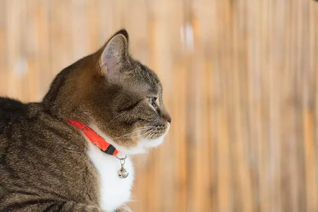 Should Cats Wear Collars? Our Vet Answers Explains the Pros & Cons