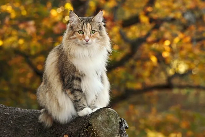 cameo tabby norwegian forest cat sitting on the log