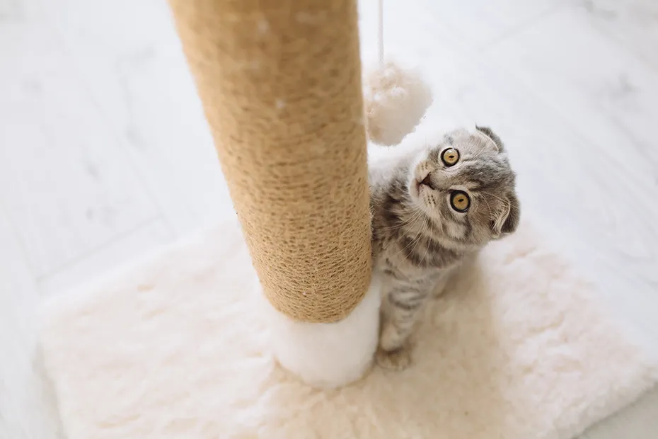 cat playing on scratching post