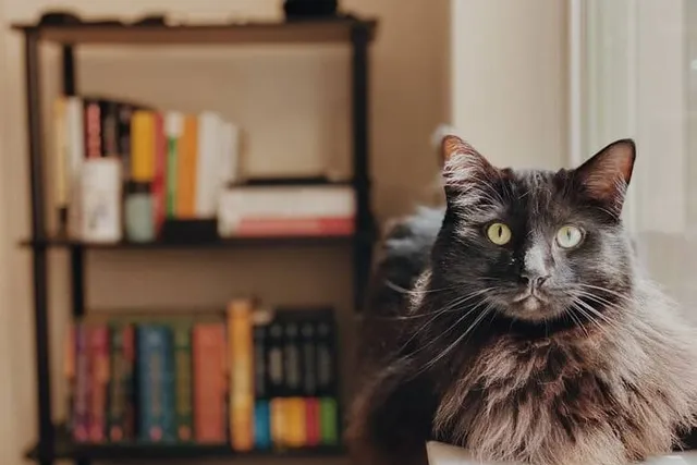 Why Does Your Cat Sit on Things You Are Using? 4 Vet-Reviewed Reasons