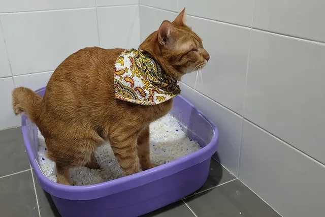 How to Make a Cat Poop When Constipated: 10 Vet-Verified Tips