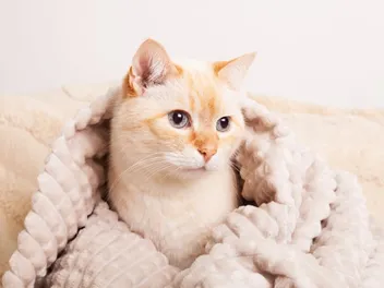 10 Cat-Friendly Hotels in Chicago (2026 Update)